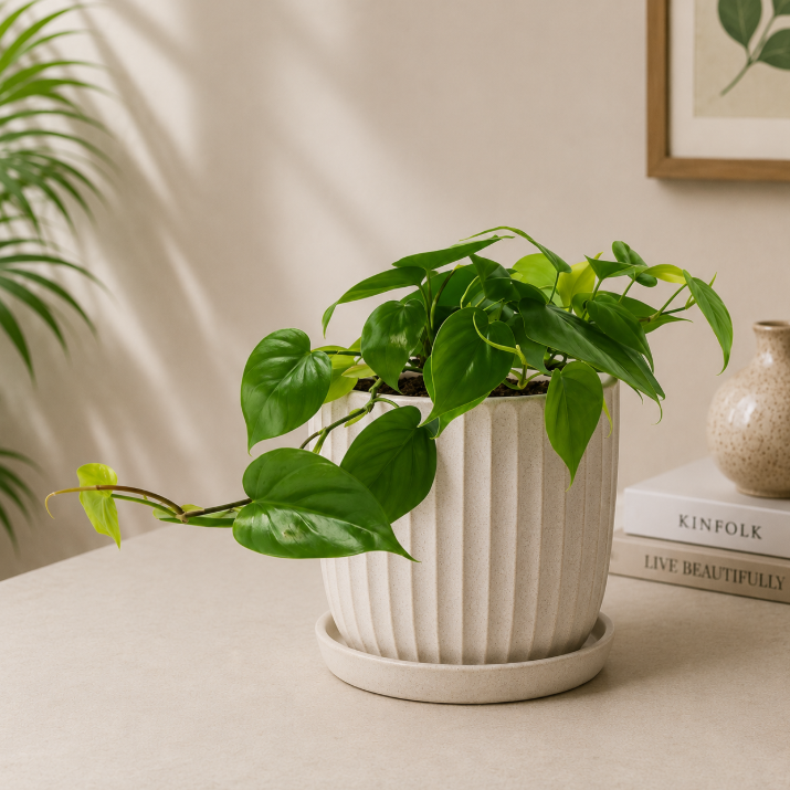 Philodendron Scandens