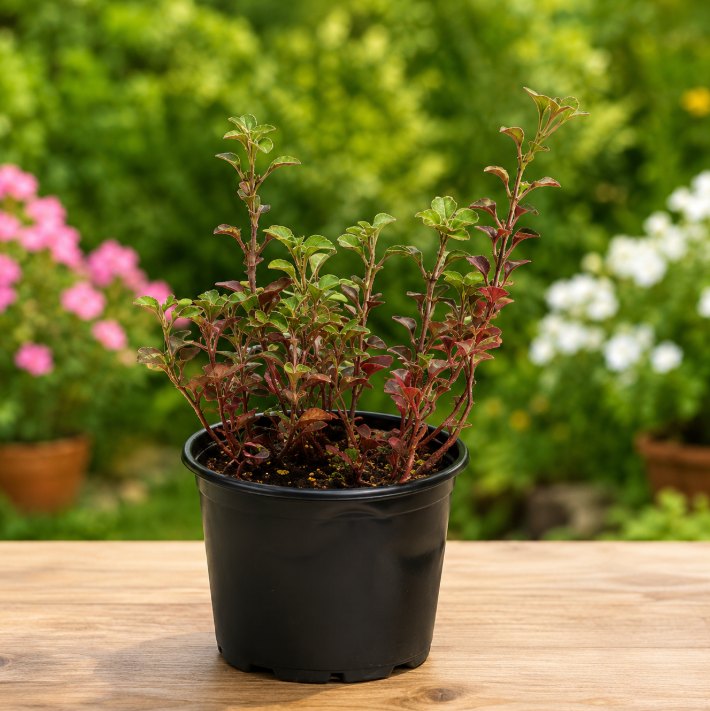 Alternanthera Red
