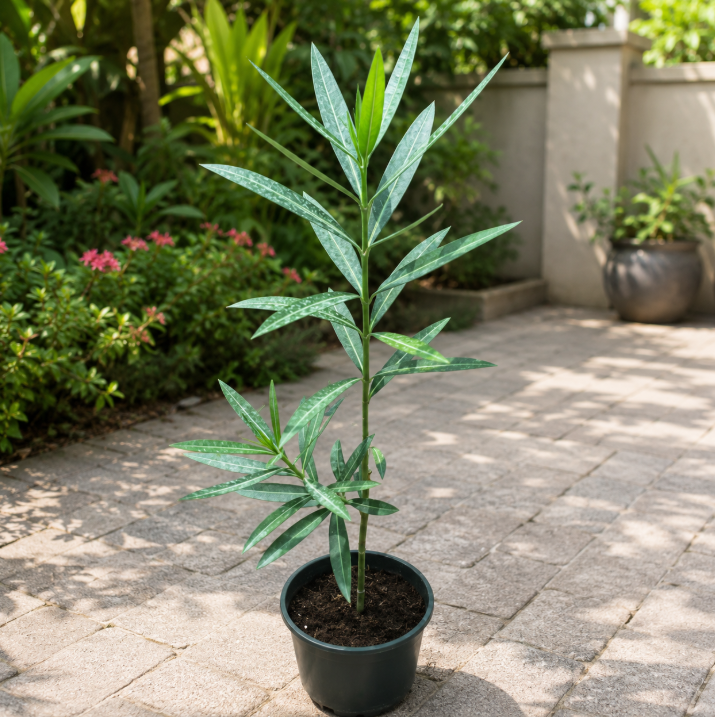Oleander Mini
