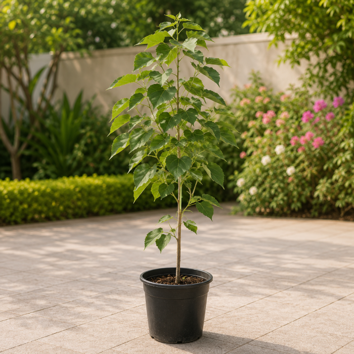 Sea Hibiscus Small
