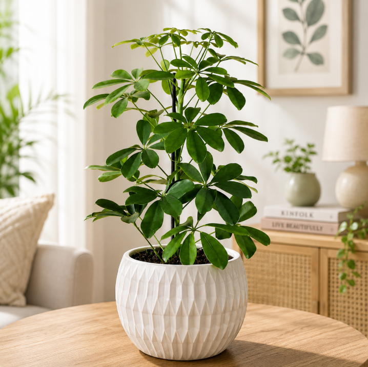 Dwarf Umbrella Tree