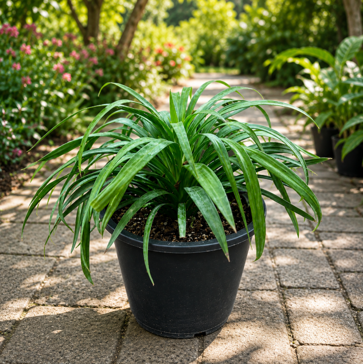Yucca Desmetiana Or Blue Boy