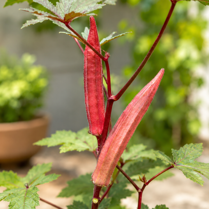 Red Ladies Finger F1 Hybrid Okra seeds