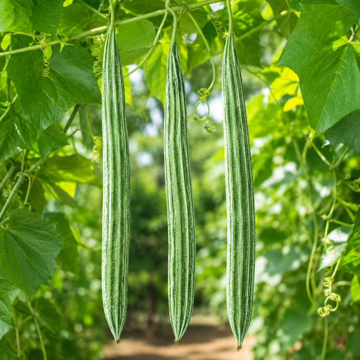 Ridge Gourd F1 Hybrid Seeds