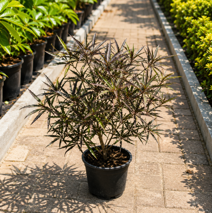 Bucida Buceras Red
