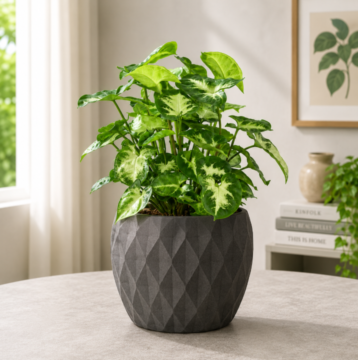 Syngonium Pixi