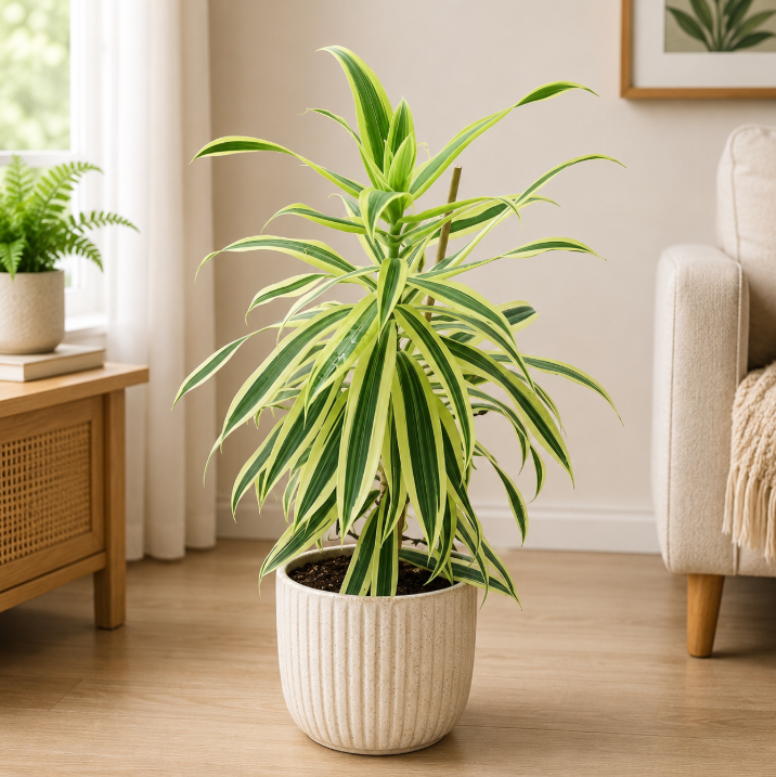 Song of India small | Dracaena Reflexa Anita