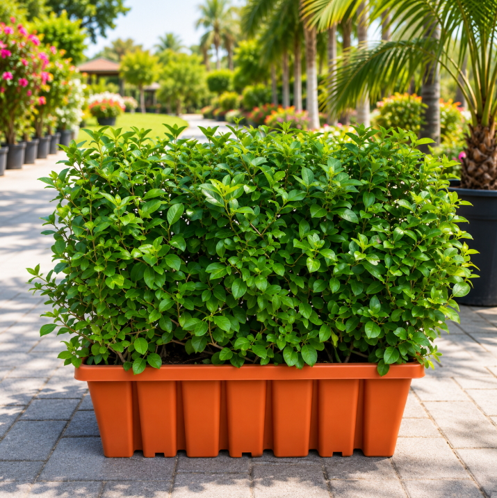 Wild Jasmine Wall Shaped