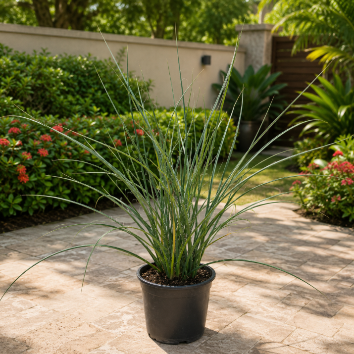 Coral Yucca | Hesperaloe Parviflora