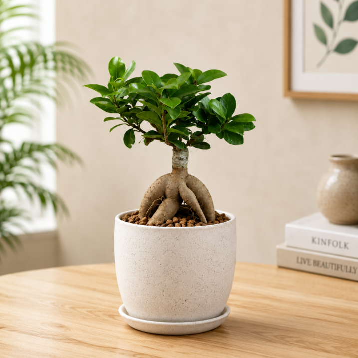 Ginseng Bonsai Indoor