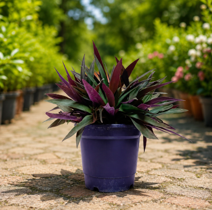 Rhoeo discolor Bushy (Moses-in-the-Cradle)
