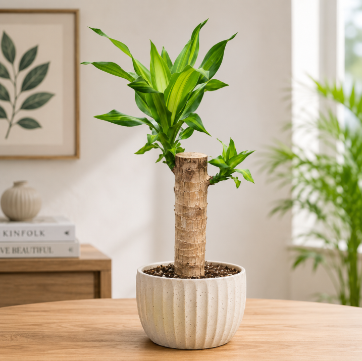 Dracaena Massangeana Short