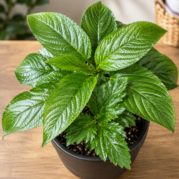 Egyptian Basil Seeds