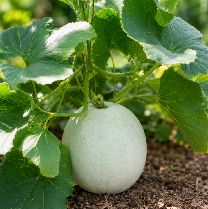 Ash Gourd F1 Hybrid Seeds