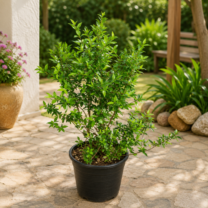Common Myrtle
