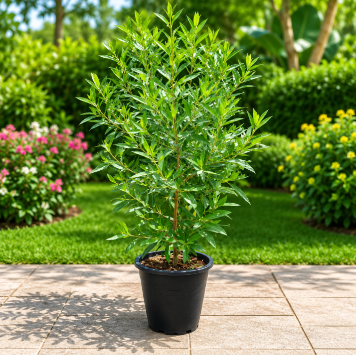 Damas Conocarpus