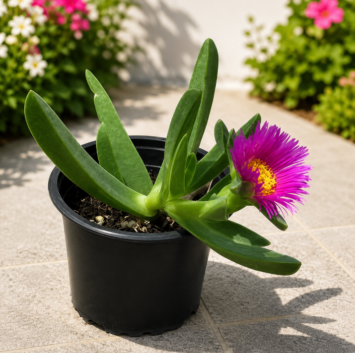 Ice Plant