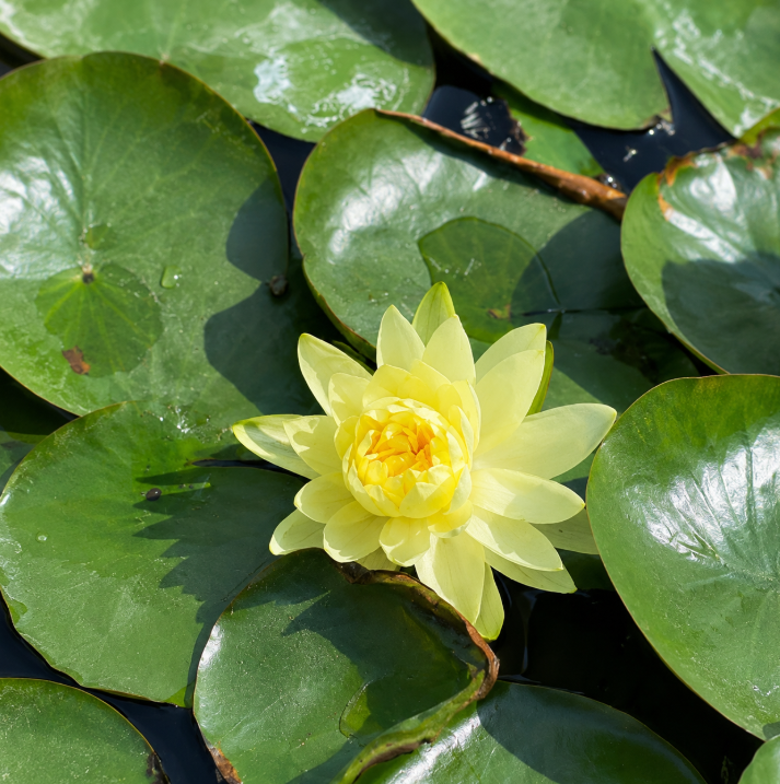 Water Lily Mexicana Yellow Double